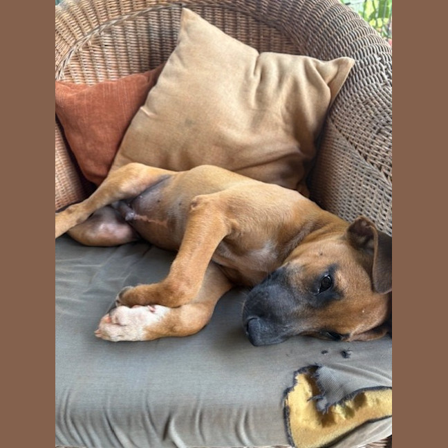Photo of Koda