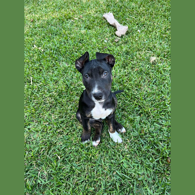 Photo of Ranger