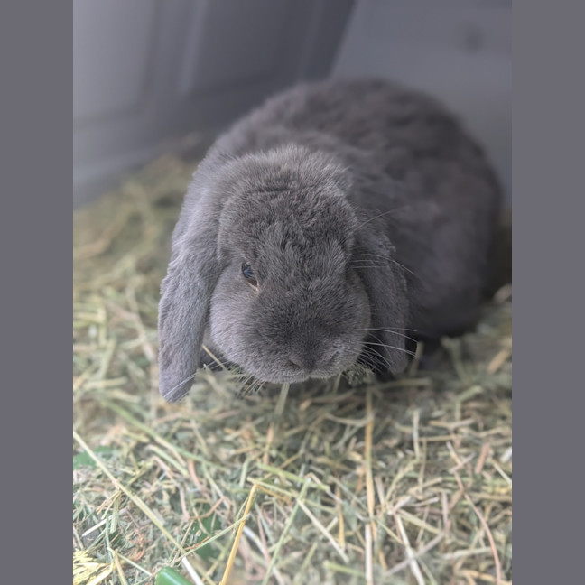 Photo of 🐰 Lori 6133 🐰