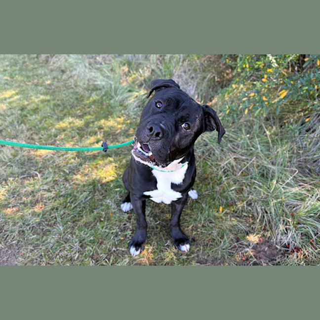 Photo of Archie