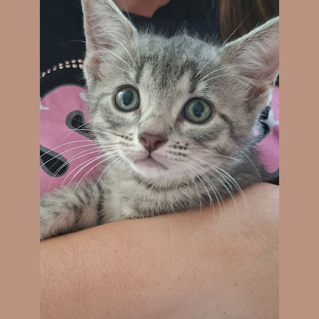 Photo of Milly (K70)