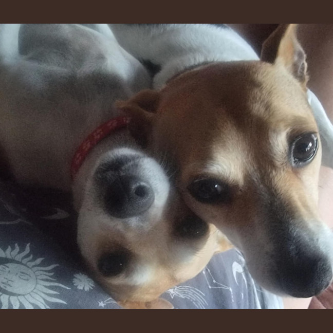 Photo of Daisy & Spot