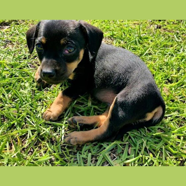 Photo of Mabel, Pug X Dachshund X French Bulldog Puppy