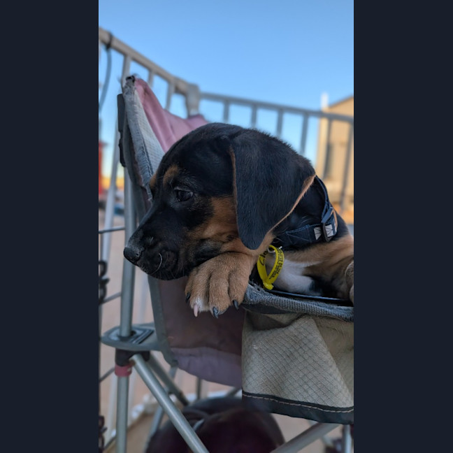 Photo of Clover