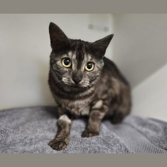Photo of Zelda