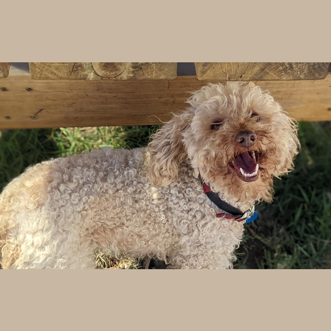 Photo of Amber