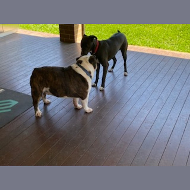 Photo of Zala   1 Year Old Border Collie X Kelpie