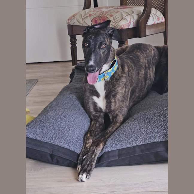 Photo of Brittney, The Greyhound