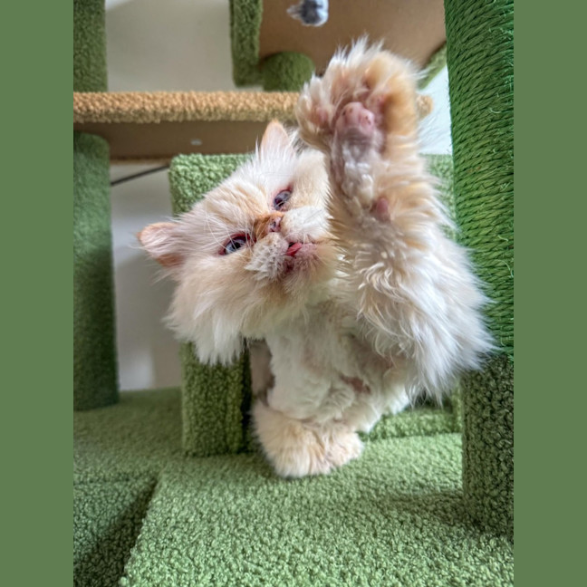 Photo of 🐾Little Bean🐾