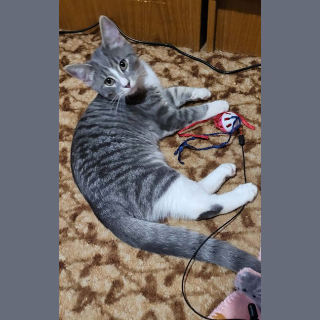 Photo of Sir Whiskerface