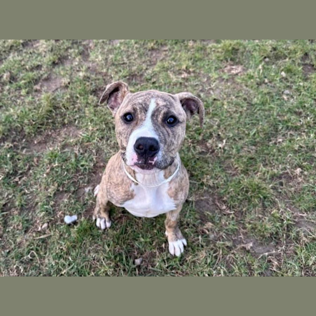 Photo of Woody Imp 962