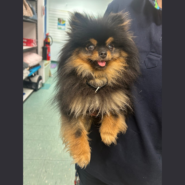 Photo of Prada