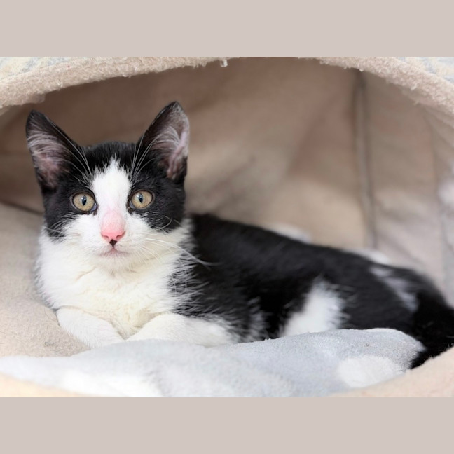 Photo of Lucky