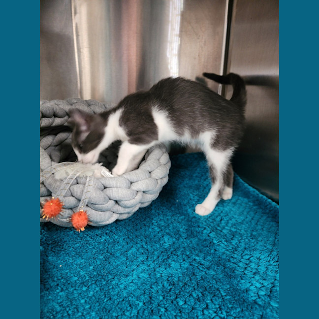 Photo of Zorro