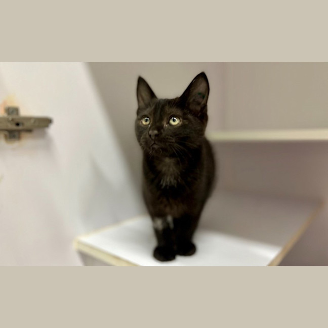 Photo of Shadow