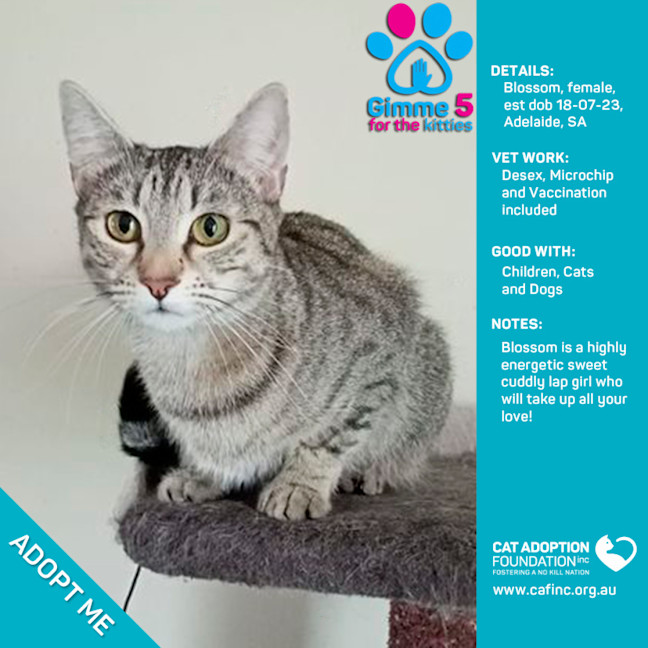 Photo of Blossom Only $39 Limited Time!