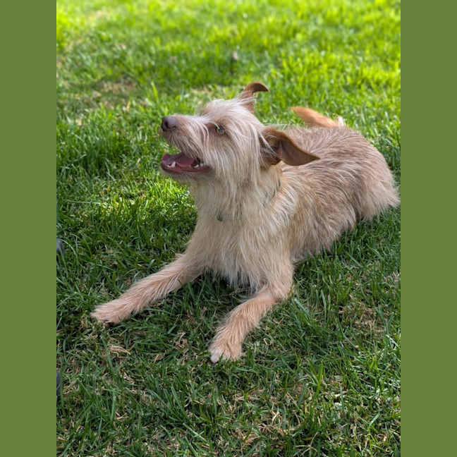 Photo of Gidget 
