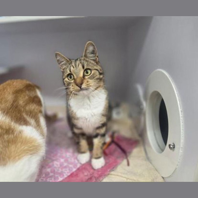 Photo of Mew