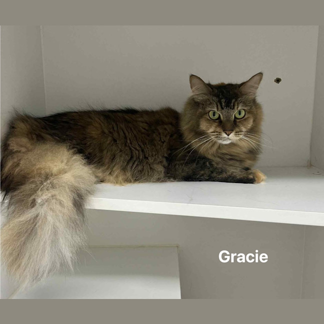 Photo of Gracie