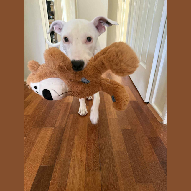 Photo of Dolly🌺8 Month, Cattle Dog X (On Trial 4/11/25)