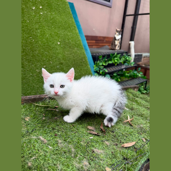 Photo of Cotton 🤍