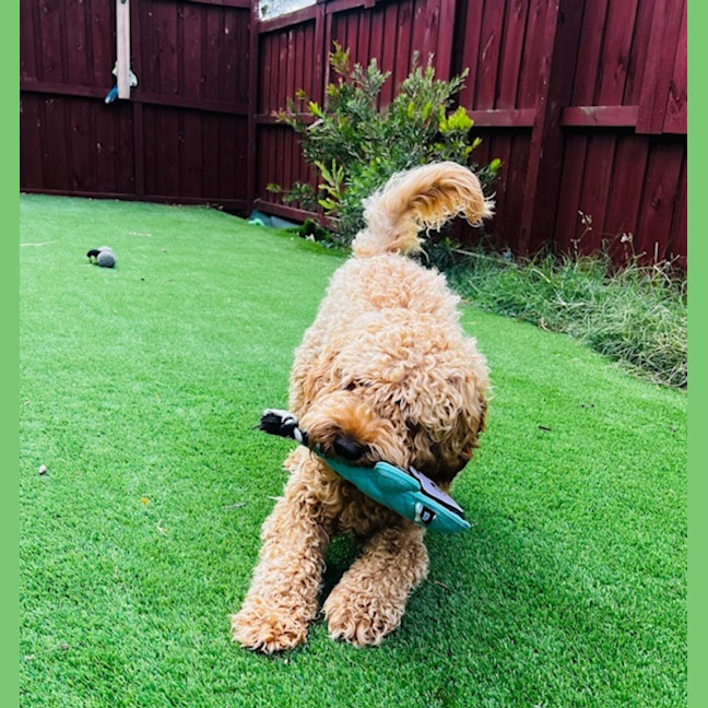 Photo of Cosmo Newhaven