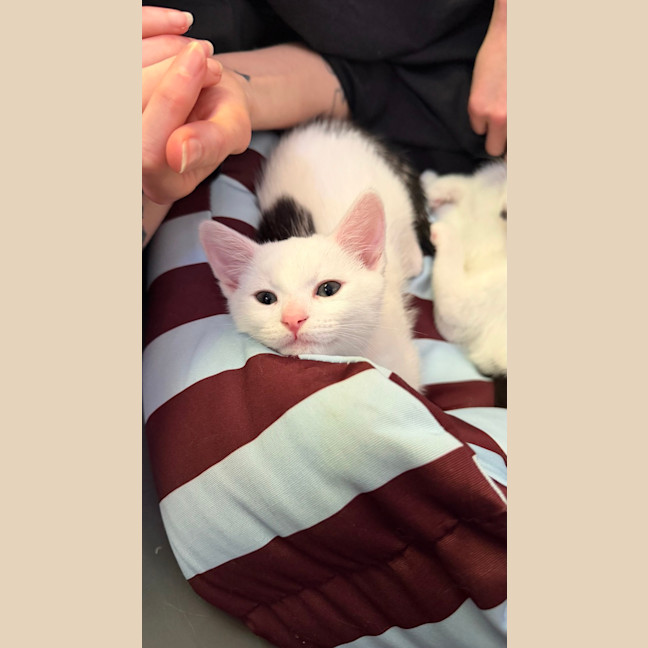Photo of Atlas