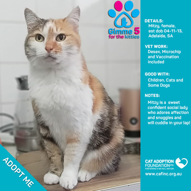 Photo of Mitzy Only $40 Limited Time!