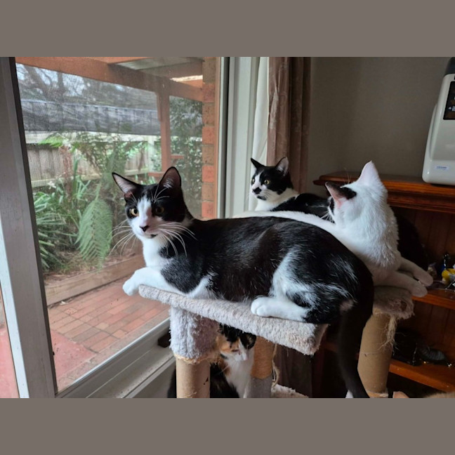 Photo of May ** 2nd Chance Cat Rescue**