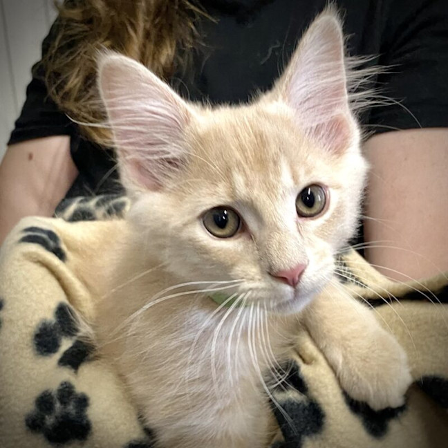 Photo of Frankie