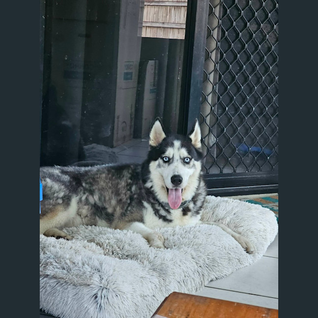 Photo of Benji And Dusty 