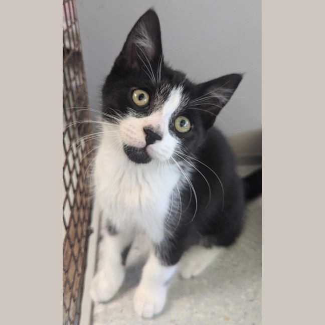 Photo of Smudge