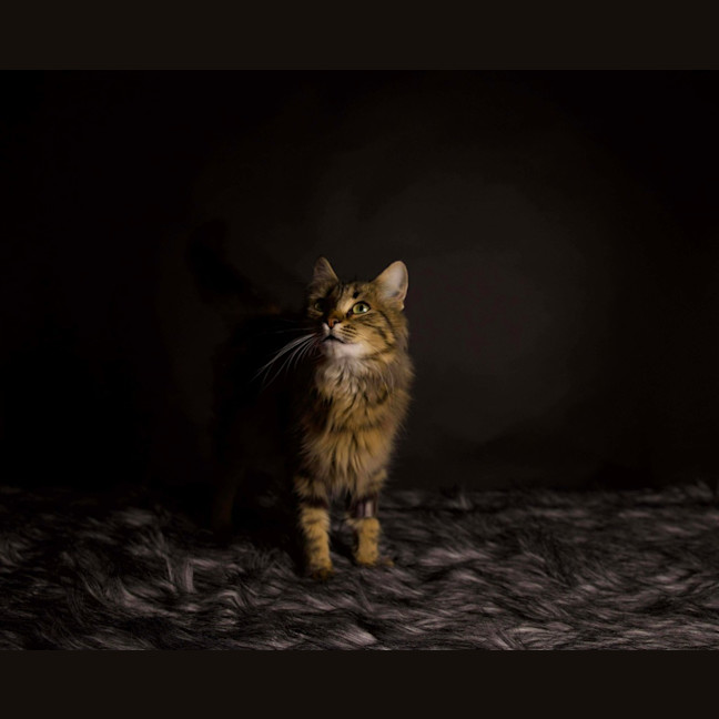 Photo of Bella