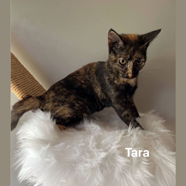 Photo of Tara
