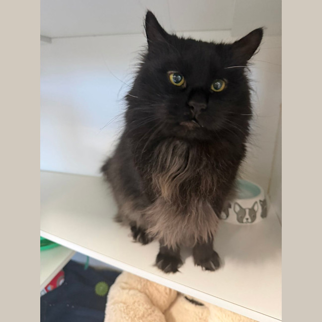 Photo of Percival