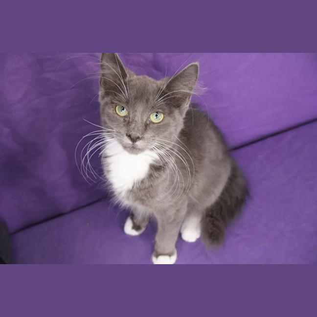 Photo of Javert
