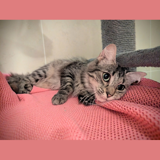 Photo of Miiko