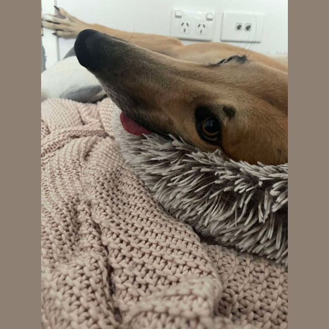 Photo of Sandy, The Greyhound