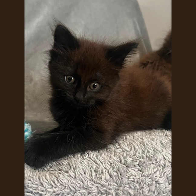 Photo of Onyx