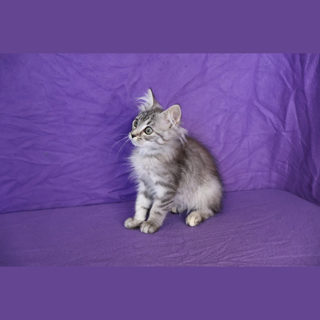 Photo of Gadget