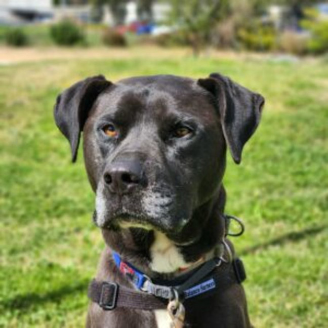 Photo of Captain Chai