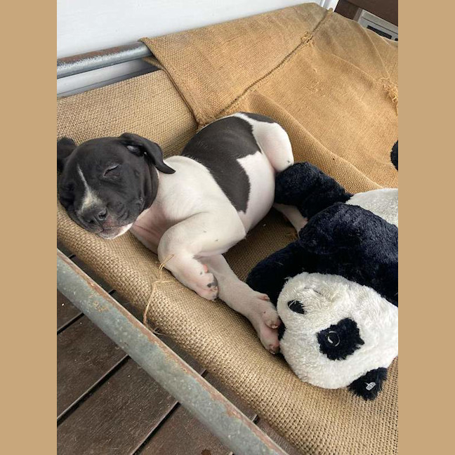 Photo of Rocky