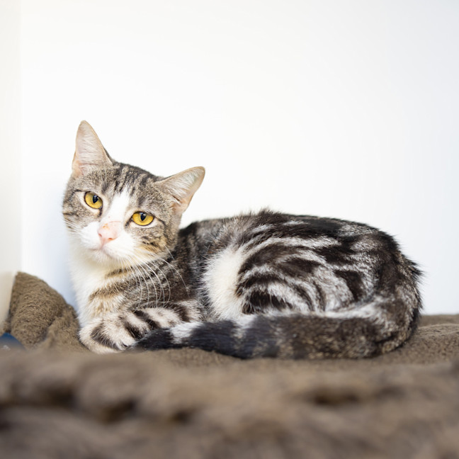 Photo of Dahlia