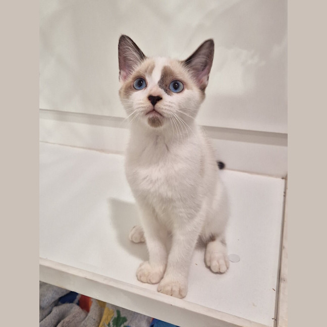 Photo of Mochi