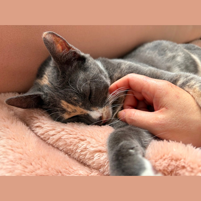 Photo of Petal