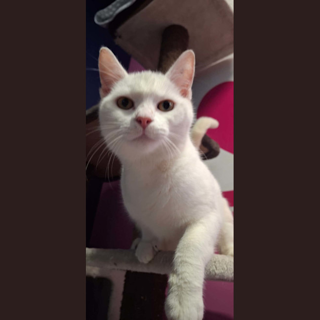 Photo of Remy