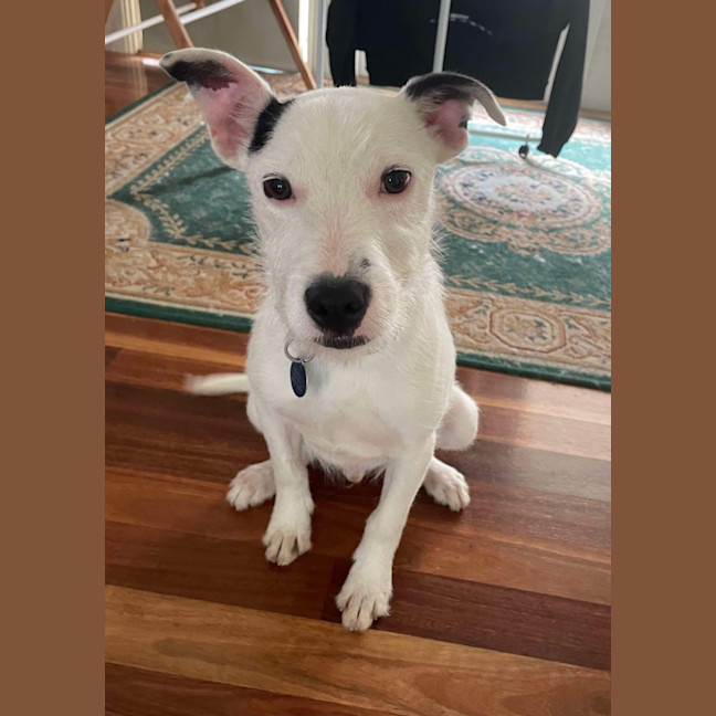 Photo of Alby 🐕