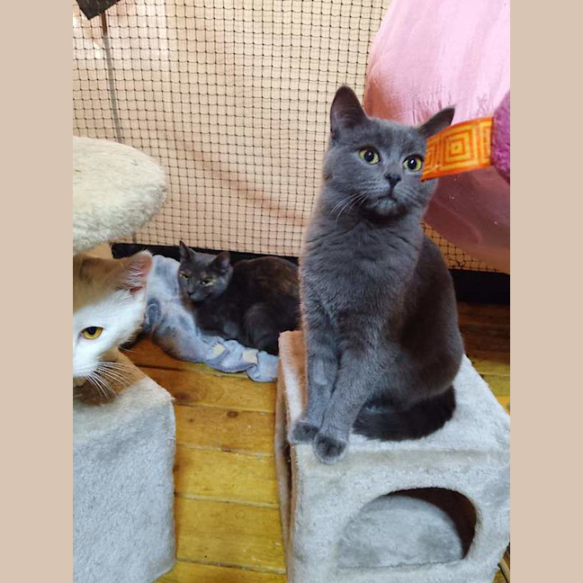 Photo of Pepper