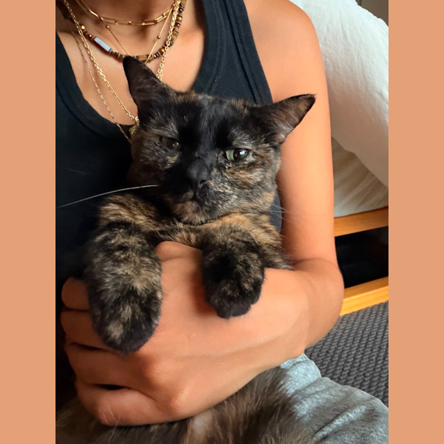 Photo of Muffin 🧁