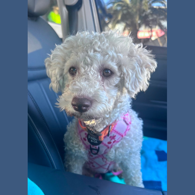 Photo of Pearl